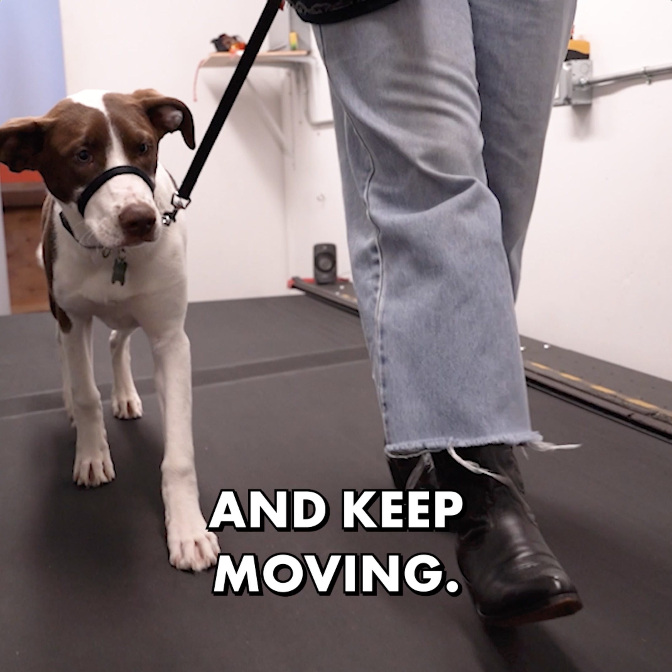 Dog training promotional video showing a dog walking on a treadmill with trainer guidance, created for social media marketing and professional dog training services.